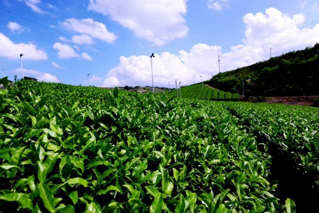 lush_teafarm_under_blue_sky