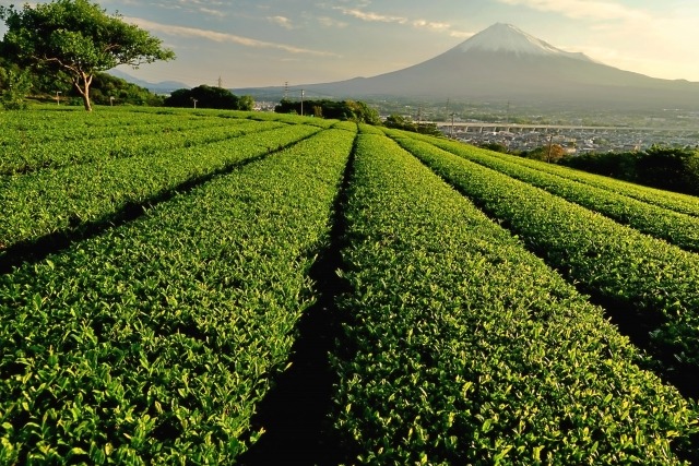 teafarm-fuji